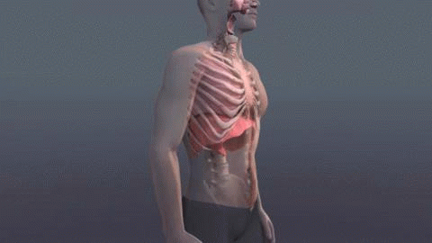 diaphragmatic-breathing-360-o-1